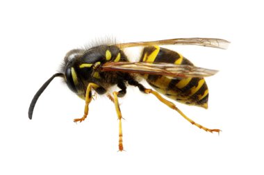 böcek üzerinde beyaz izole