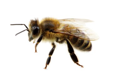 böcek üzerinde beyaz izole