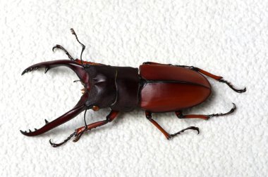 böcek üzerinde beyaz izole