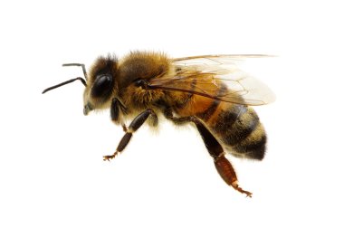 böcek üzerinde beyaz izole