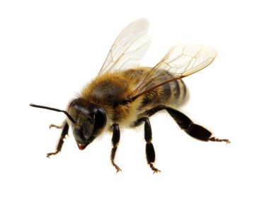 böcek üzerinde beyaz izole