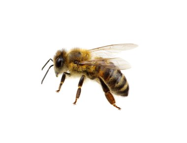 böcek üzerinde beyaz izole