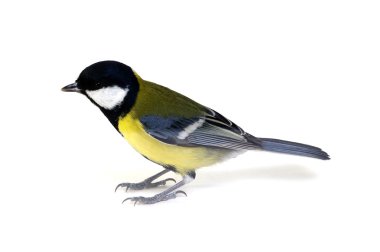 beyaz üzerine büyük baştankara