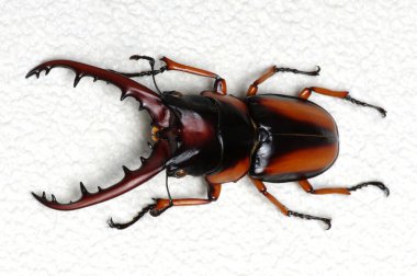 böcek üzerinde beyaz izole