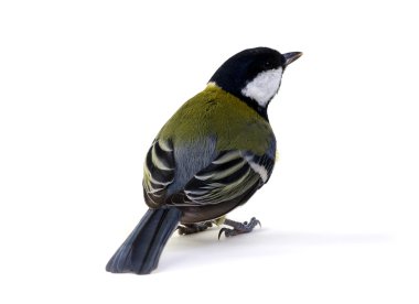 beyaz üzerine büyük baştankara