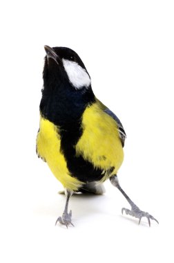 beyaz üzerine büyük baştankara