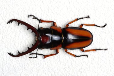 böcek üzerinde beyaz izole