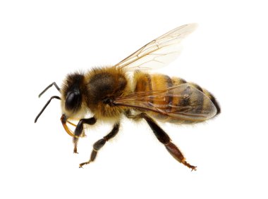 böcek üzerinde beyaz izole