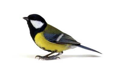 beyaz üzerine büyük baştankara