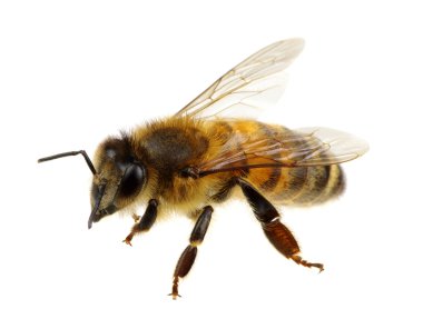 böcek üzerinde beyaz izole