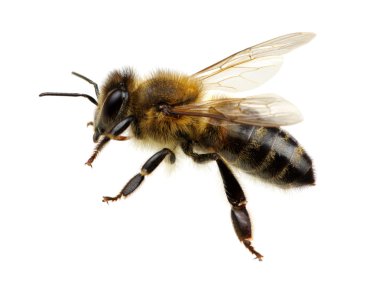 böcek üzerinde beyaz izole