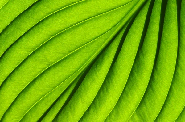 Green leaf texture — Stock Photo, Image