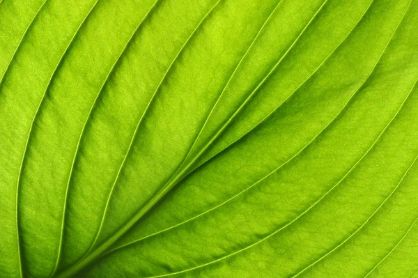 Textura de folha verde — Fotografia de Stock