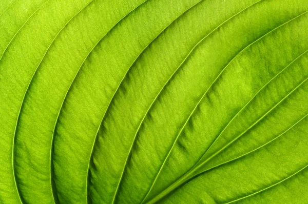 Green leaf texture — Stock Photo, Image