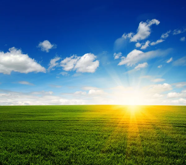 Field and sun — Stock Photo, Image