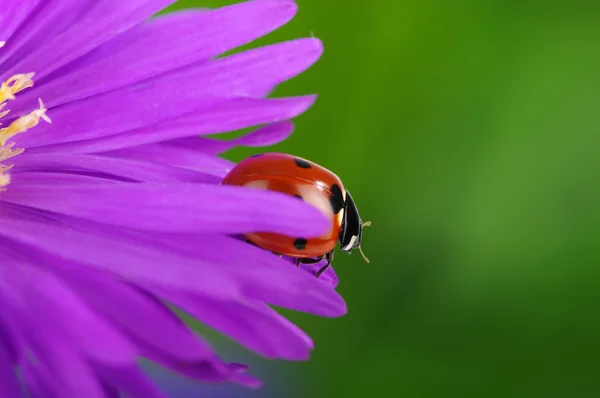 Mariquita y flor — Foto de Stock