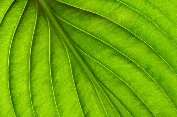 Textura de hoja verde — Foto de Stock