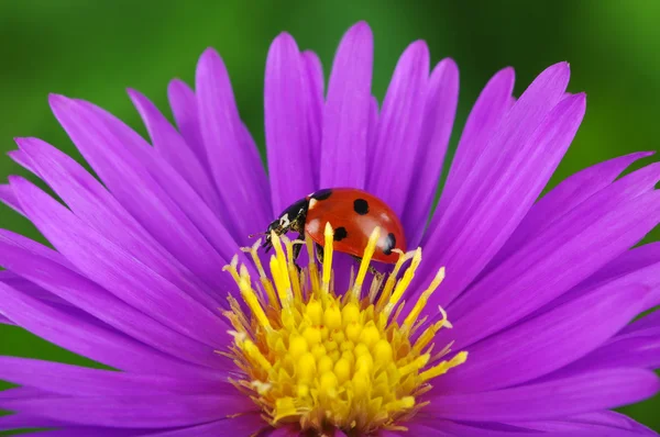 Lieveheersbeestje en bloem — Stockfoto