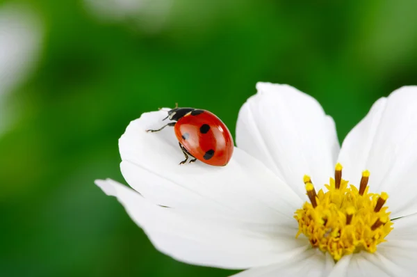 Uğur böceği ve çiçek — Stok fotoğraf