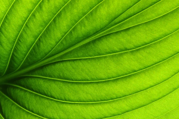 Green leaf texture — Stock Photo, Image