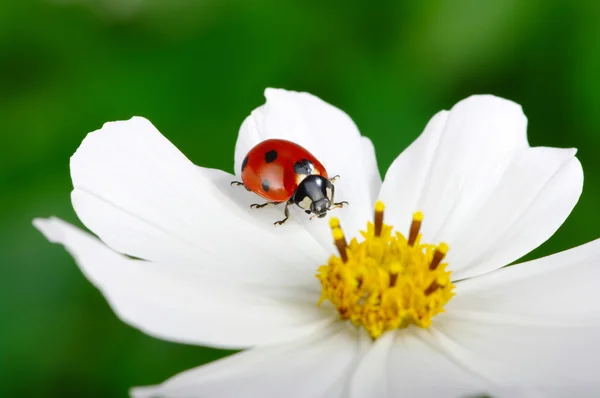 Marienkäfer und Blume — Stockfoto