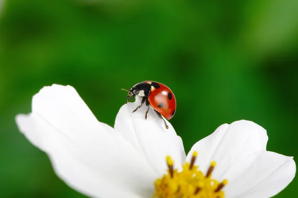 Uğur böceği ve çiçek — Stok fotoğraf