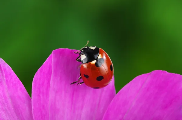 Mariquita y flor — Foto de Stock