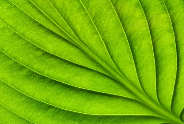 Textura de hoja verde —  Fotos de Stock