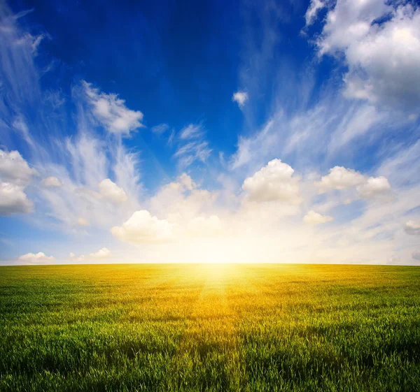 Field and sun — Stock Photo, Image