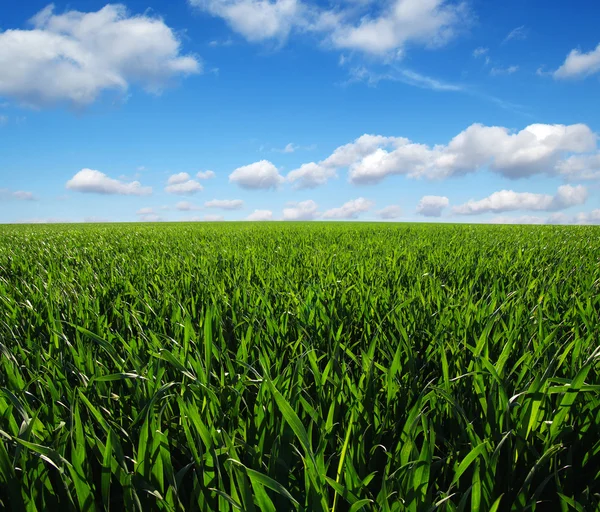 Campo verde y cielo — Foto de Stock