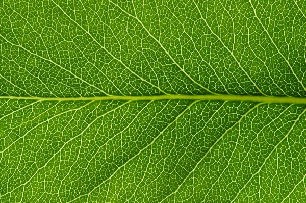 Textura de folha verde — Fotografia de Stock