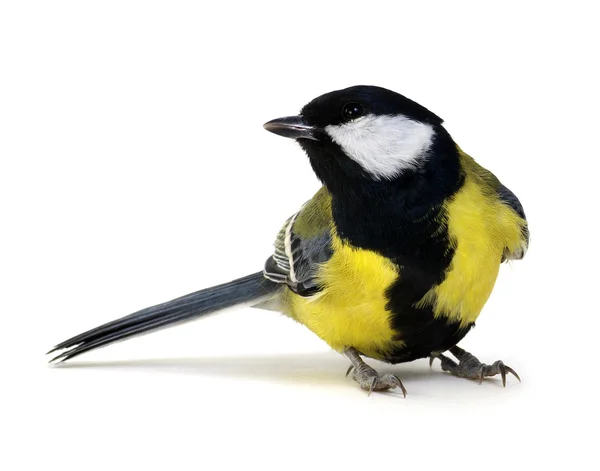 Grande tit no branco — Fotografia de Stock