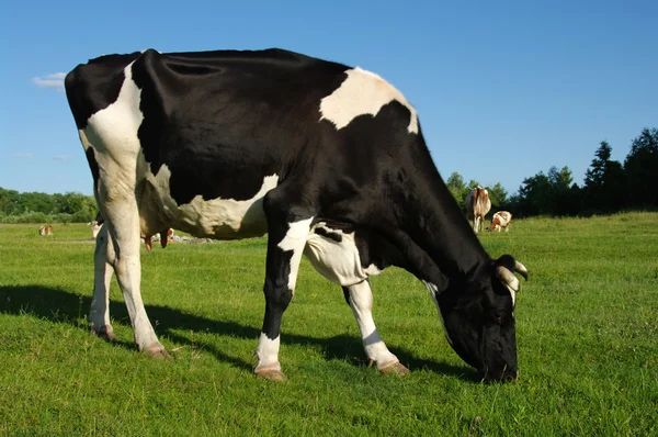 Kuh auf einer grünen Wiese — Stockfoto