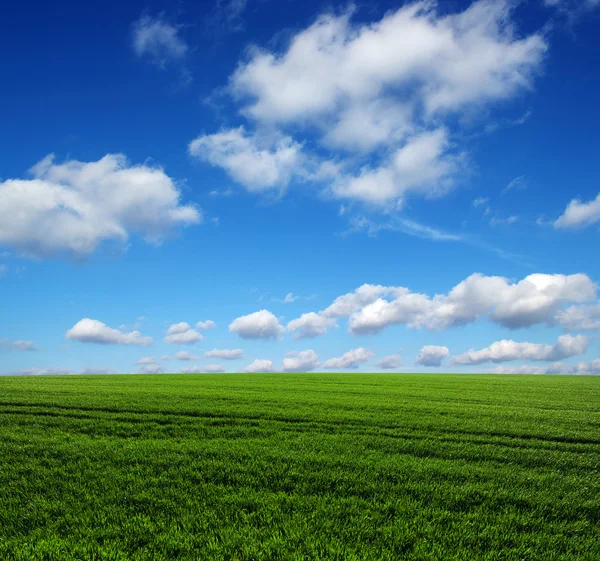 Feld und Himmel — Stockfoto