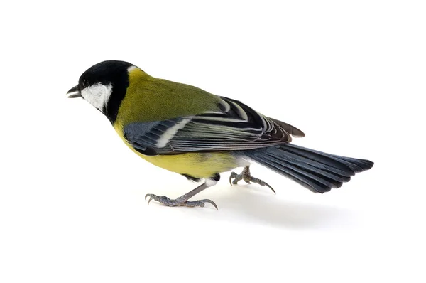 Great tit on white — Φωτογραφία Αρχείου