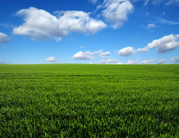 Veld en de hemel — Stockfoto