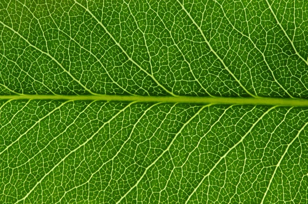 Textura de folha verde — Fotografia de Stock