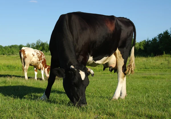 Cow on a green meadow — Stock Photo, Image