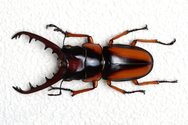 Insect  isolated on the white — Stock Photo, Image