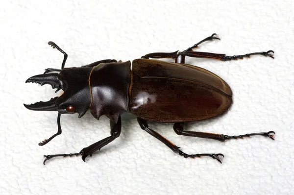 Insecto aislado en el blanco — Foto de Stock