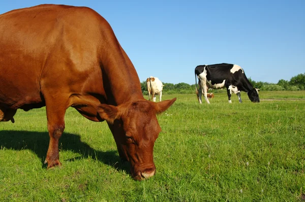 Cow on a green meadow — Stock Photo, Image