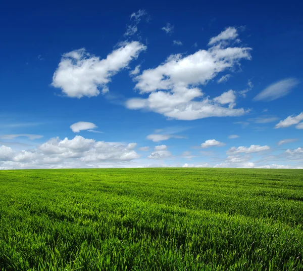 Feld und Himmel — Stockfoto