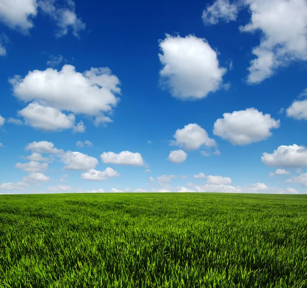 Campo y cielo — Foto de Stock