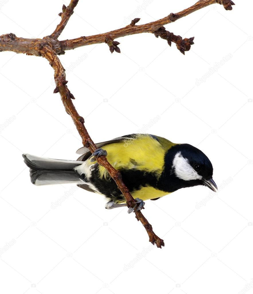 great tit on white