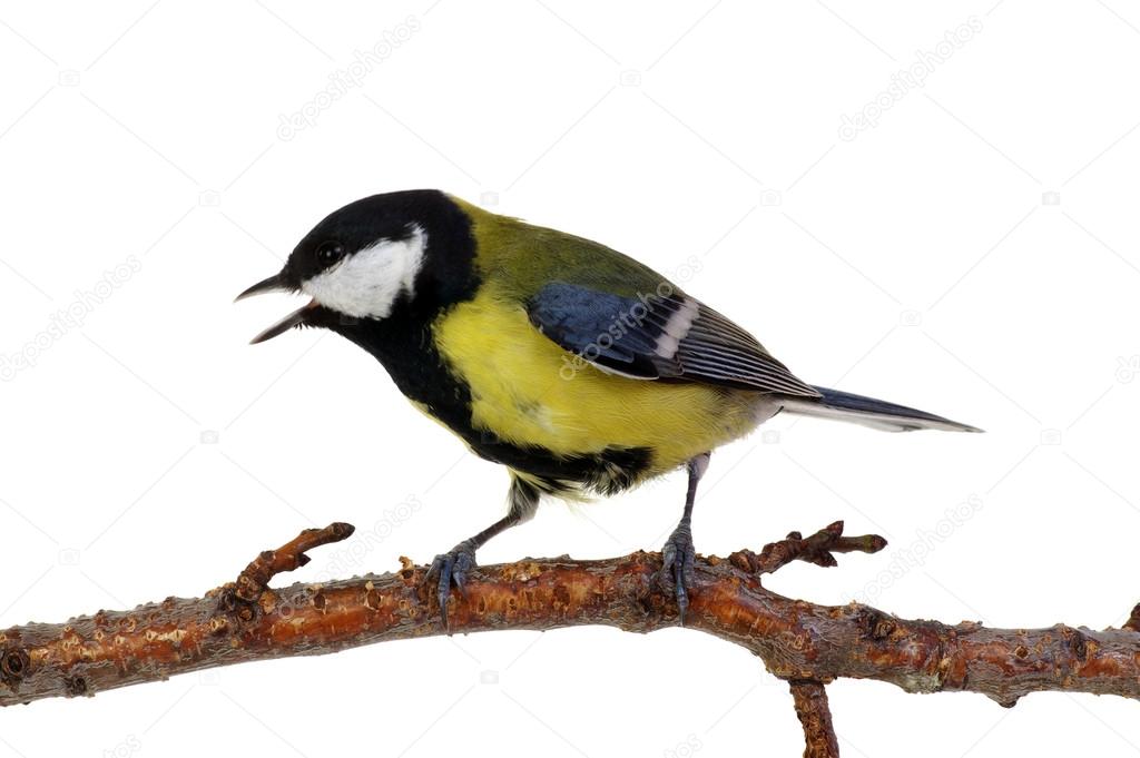 great tit on white