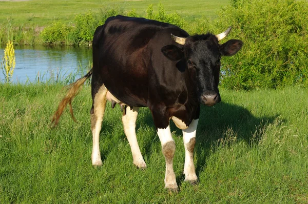 Kühe grasen auf einer Weide — Stockfoto