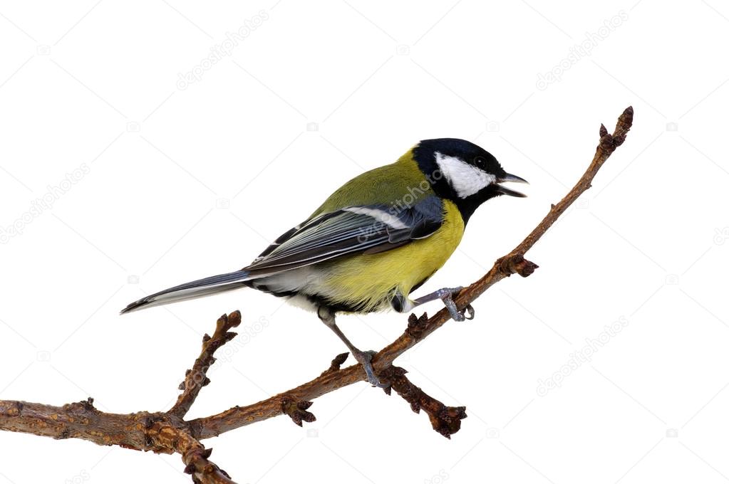 great tit on white