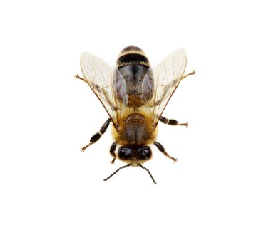 Arı beyazı izole etti.