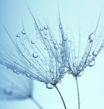 Karahindiba çiçeği