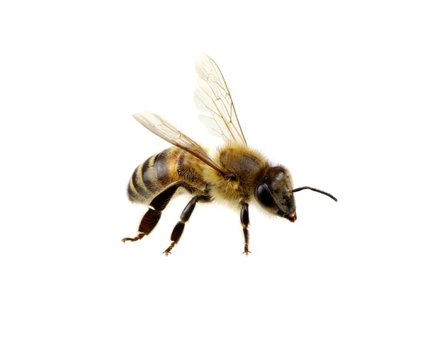 흰 벌들 만 따로 있다 — 스톡 사진